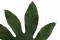 Feuille d'Aralia stabilis&eacute;e (x10) 3