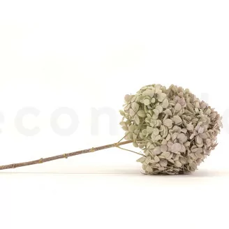 Hortensia Peegee stabilis&eacute; Vert & Violet