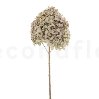 Hortensia Peegee stabilis&eacute; Vert & Violet
