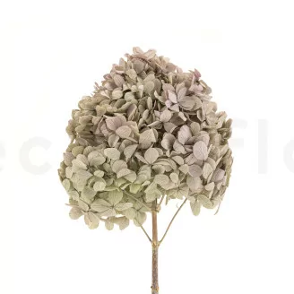 Hortensia Peegee stabilis&eacute; Vert & Violet