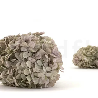 Hortensia Peegee stabilis&eacute; Vert & Violet