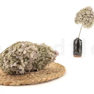 Preserved Peegee Hydrangea Oregano Purple
