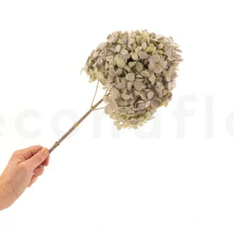 Hortensia Peegee stabilis&eacute; Vert & Violet