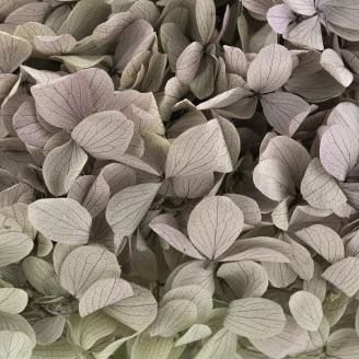 Hortensia Peegee stabilis&eacute; Vert & Violet