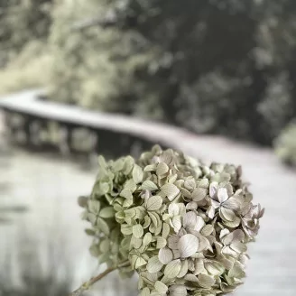 Preserved Peegee Hydrangea Oregano Purple