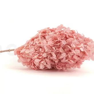 Preserved Peegee Hydrangea Powder Pink
