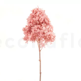 Hortensia Peegee stabilis&eacute; Rose Poudr&eacute;