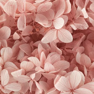 Hortensia Peegee stabilis&eacute; Rose Poudr&eacute;