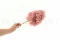 Ortensia Peegee stabilizzato Rosa Cipria 4