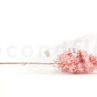 Hortensia Peegee stabilis&eacute; Rose Poudr&eacute;