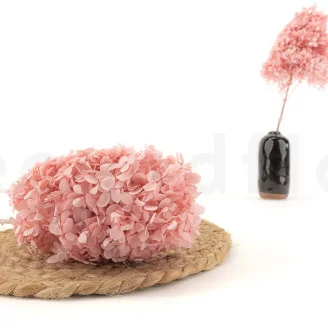 Hortensias Peegee preservado Rosa Empolvado