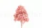 Preserved Peegee Hydrangea Powder Pink 5