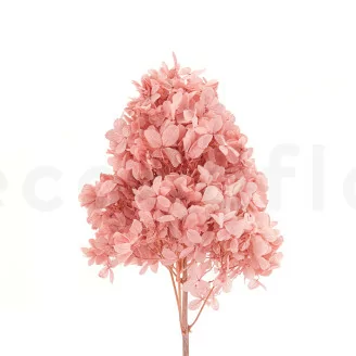 Preserved Peegee Hydrangea Powder Pink