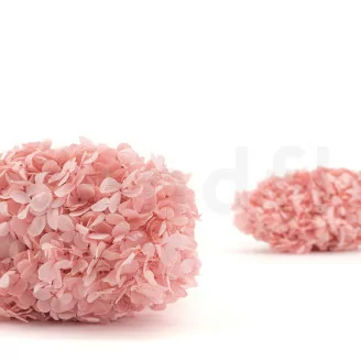 Preserved Peegee Hydrangea Powder Pink