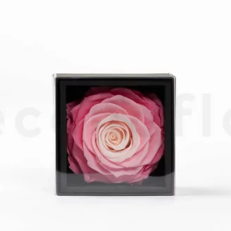 Geschenkset mit konservierten Rosen XXL Rosa
