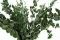 Preserved Stuartiana Eucalyptus 6