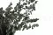 Preserved Stuartiana Eucalyptus 10