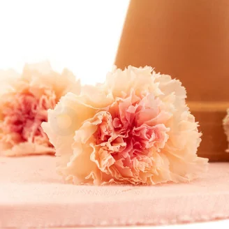 Oeillet stabilis&eacute; P&ecirc;che & Rose (x8)