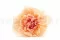 Oeillet stabilis&eacute; P&ecirc;che & Rose (x8) 6