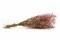 Preserved Gypsophila Pink 3