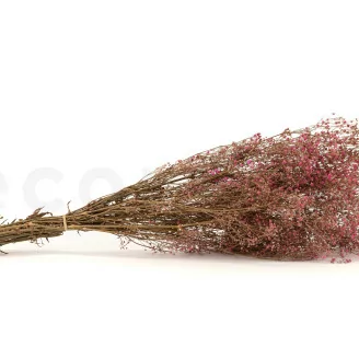 Gipsofila preservada Rosa