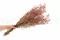 Preserved Gypsophila Pink 6
