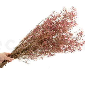 Preserved Gypsophila Pink