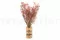 Preserved Gypsophila Pink 2