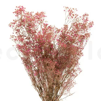 Gipsofila preservada Rosa