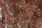 Preserved Gypsophila Pink 1