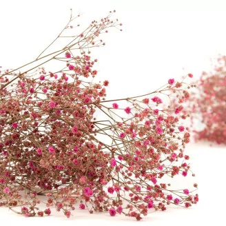 Preserved Gypsophila Pink