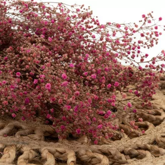 Gipsofila preservada Rosa