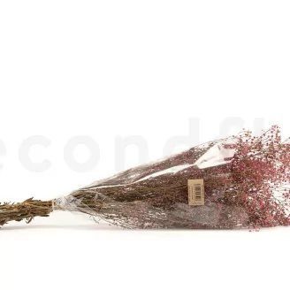 Preserved Gypsophila Pink