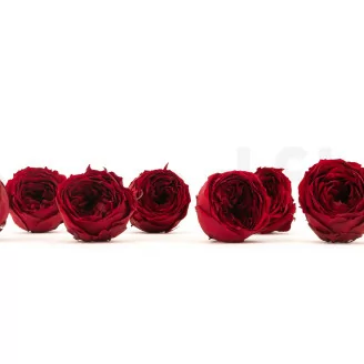 Konservierte Englische Rose Dunkelrot (x8)