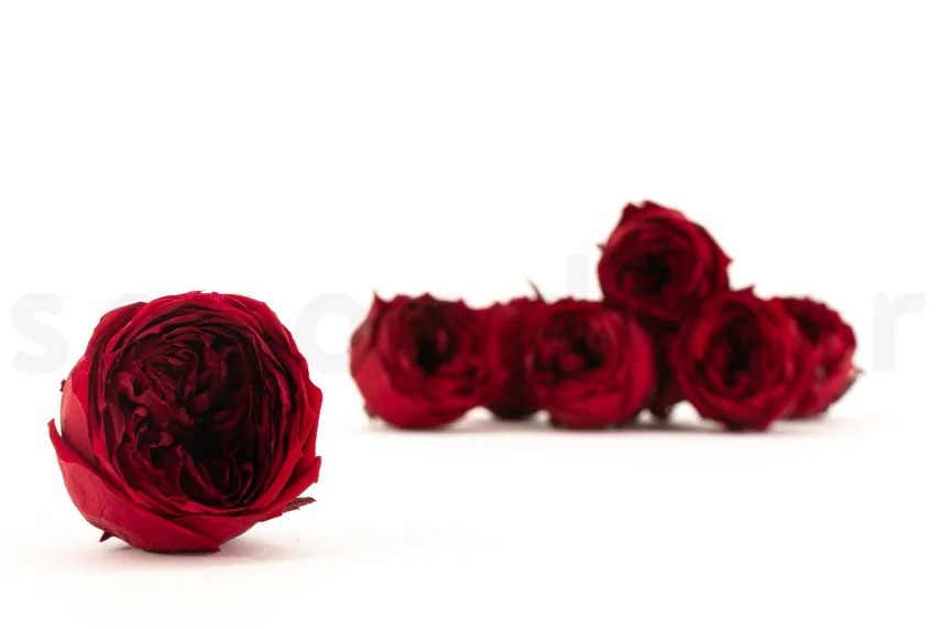 Konservierte Englische Rose Dunkelrot (x8)
