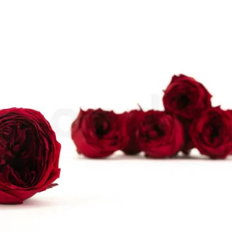 Rose Anglaise stabilis&eacute;e Rouge Fonc&eacute; (x8)