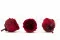 Rose Anglaise stabilis&eacute;e Rouge Fonc&eacute; (x8) 2