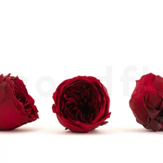 Rosa Inglese stabilizzata Rosso Scuro (x8)