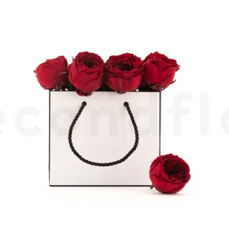 Rosa Inglese stabilizzata Rosso Scuro (x8)