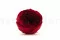 Konservierte Englische Rose Dunkelrot (x8) 6