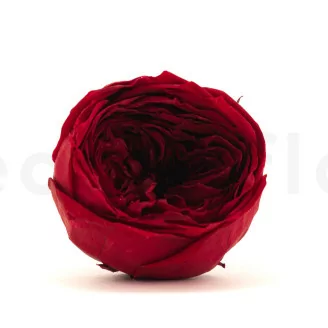 Konservierte Englische Rose Dunkelrot (x8)