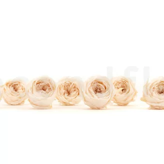 Konservierte Englische Rose Wei&szlig; Champagne (x8)