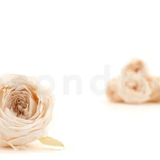 Konservierte Englische Rose Wei&szlig; Champagne (x8)