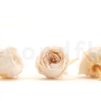 Rosa inglese stabilizzata Champagne bianco (x8)