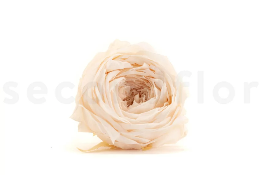 Rosa Inglesa preservada Blanco champ&aacute;n (x8)
