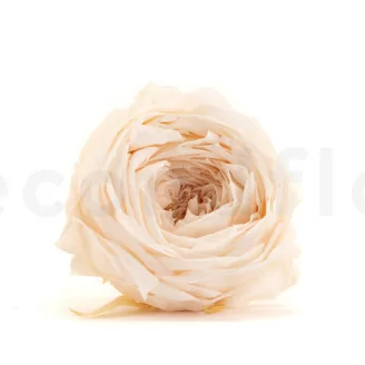 Rose Anglaise stabilis&eacute;e Blanc Champagne (x8)