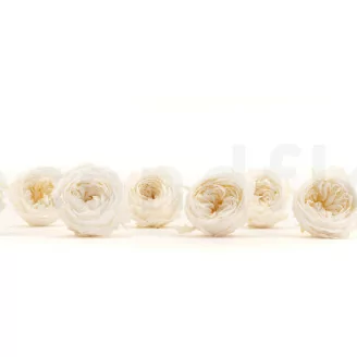 Rosa Inglese stabilizzata Bianco (x8)