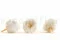 Rose Anglaise stabilis&eacute;e Blanc (x8) 2
