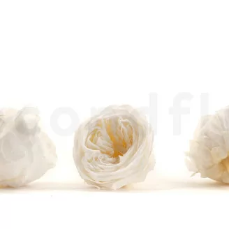 Rose Anglaise stabilis&eacute;e Blanc (x8)