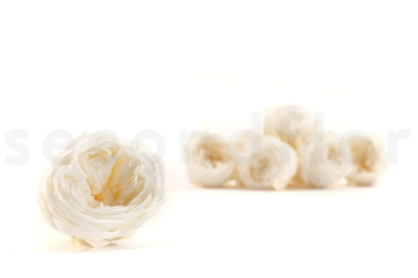 Rose Anglaise stabilis&eacute;e Blanc (x8)